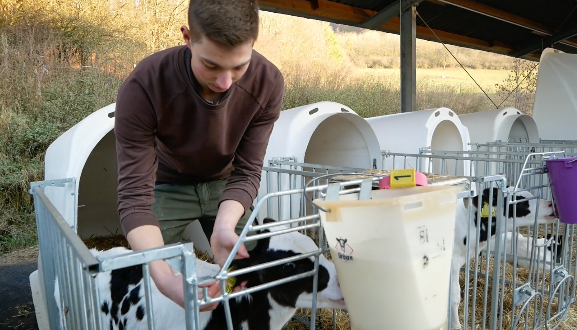 Azubi Peter mit Kälbchen bei der Arbeit im Hofgut